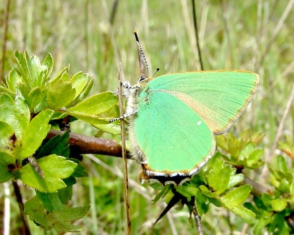 green hairstreak